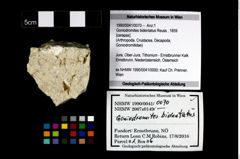 Foto (Objekt + Etikett) von Goniodromites bidentatus (Reuss, 1859)  (NHMW-GEO-1990-0041-0070)